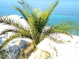under the palm tree
