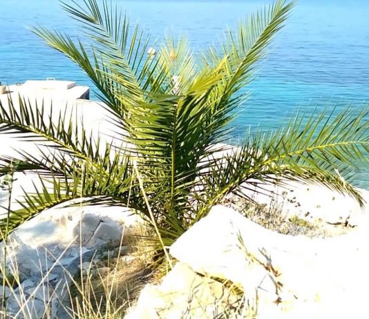 under the palm tree