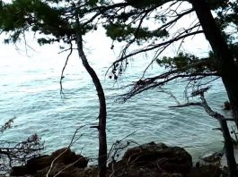 crickets meditation near the sea