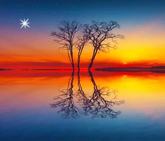 trees meditation
